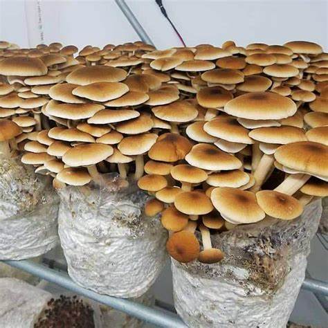 Pioppino Mushrooms